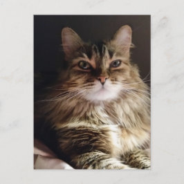 Majestisk och vacker katt vykort