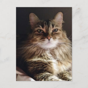 Majestisk och vacker katt vykort