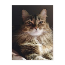 Majestisk och vacker katt