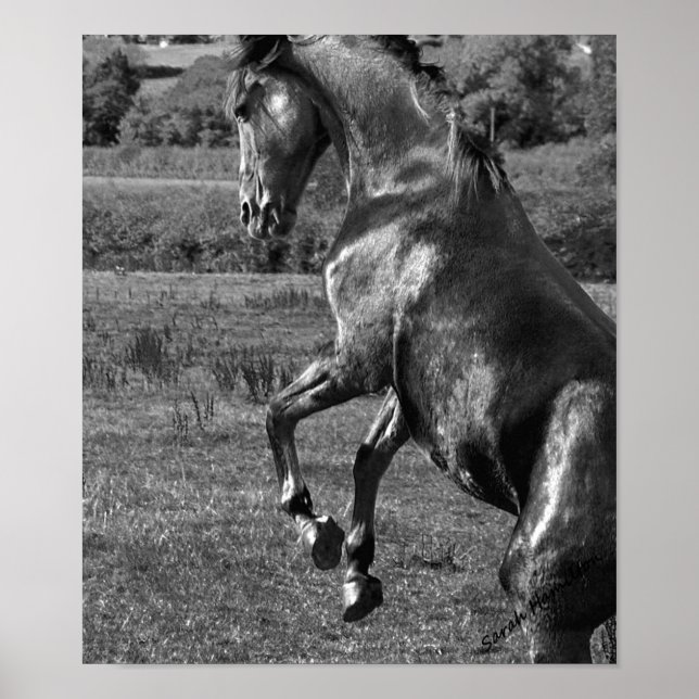 Majestisk Poster (Framsidan)