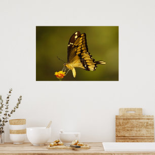 Majestisk reflektion poster