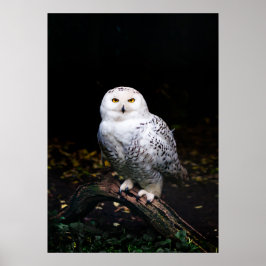 Majestisk vinter snöuggla poster