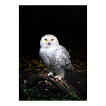 Majestisk vintersnowy uggla