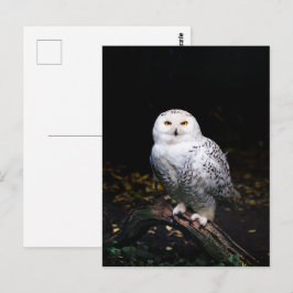 Majestisk vintersnowy uggla vykort