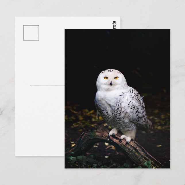 Majestisk vintersnowy uggla vykort (Fram/baksida)