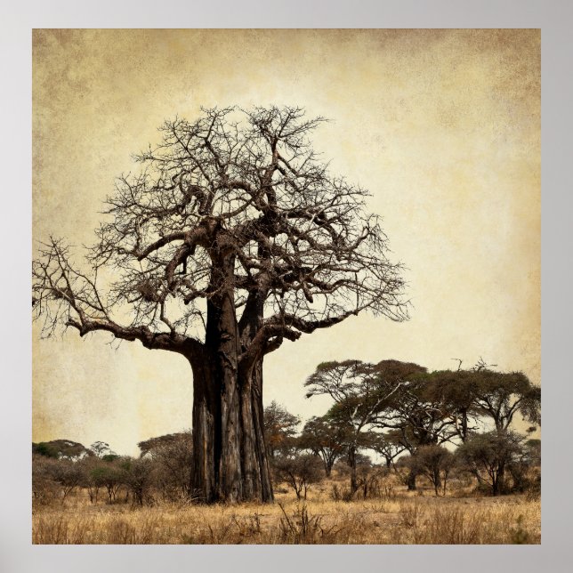 MAJESTISKA BAOBAB TRÄD i AFRIKA Poster (Framsidan)