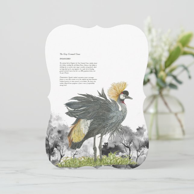 Majestiskt utrotningshotad Grått-kran (Stående Fram)