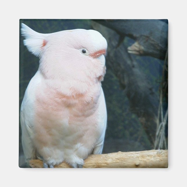 Major Mitchell Cockatoo Magnet (Framsidan)