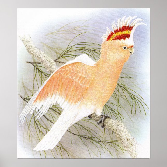 Major Mitchells Cockatoo - Cacatua leadbeater Poster (Framsidan)