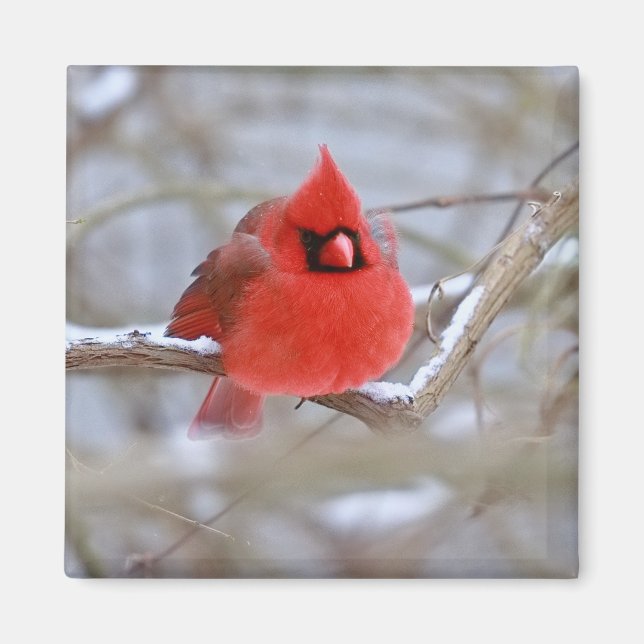 Make_Cardinal_Magnet Magnet (Framsidan)