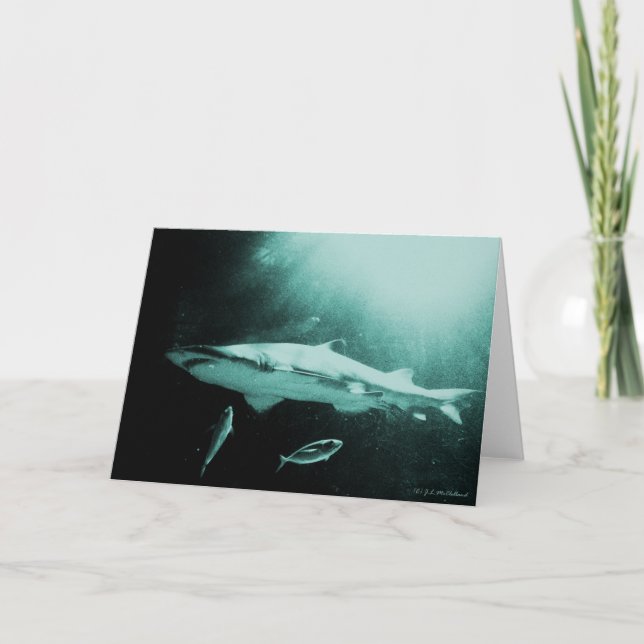 Mako haj blank kort (Framsida)