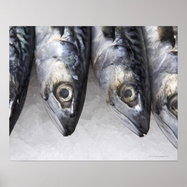 Makrill, färsk fångst av dagen poster (Framsidan)