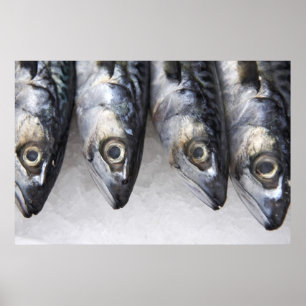 Makrill, färsk fångst av dagen poster