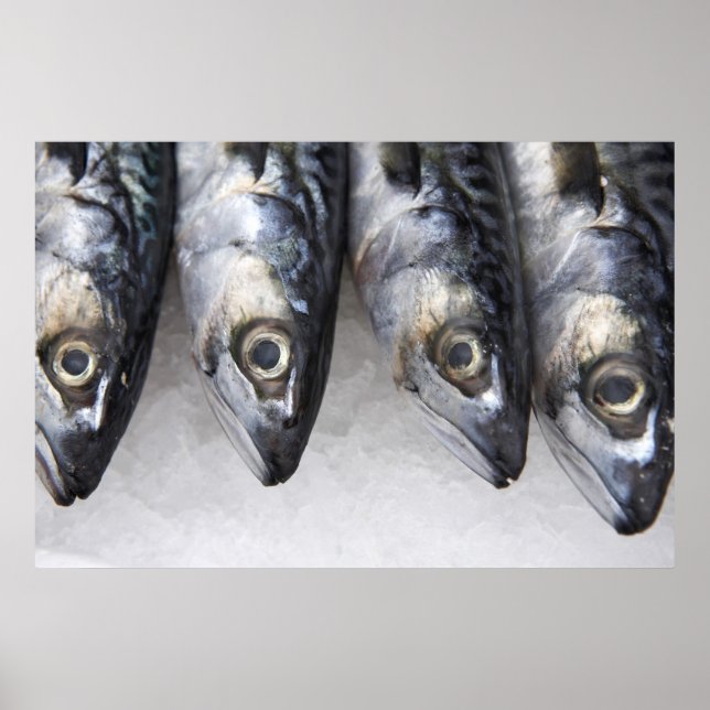 Makrill, färsk fångst av dagen poster (Framsidan)