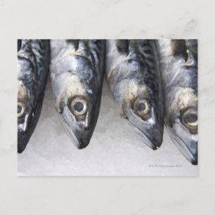 Makrill, färsk fångst av dagen vykort