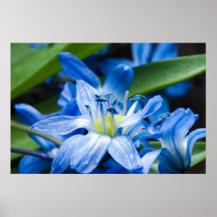 Makro av blå snödroppsblomma poster
