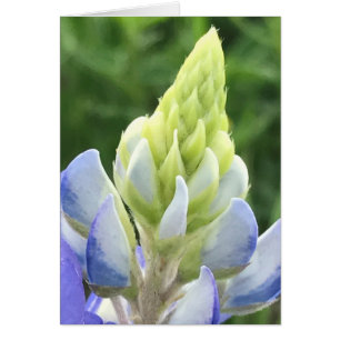 Makro av bluebonnet hälsningskort