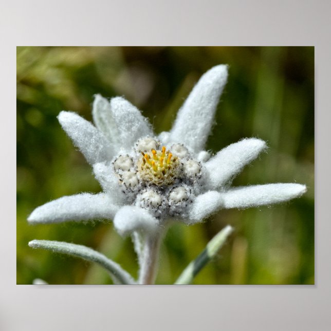 Makro av edelweiss-blomma poster (Framsidan)