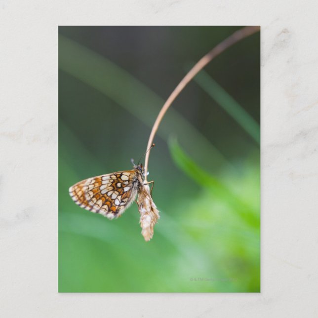 Makro av fjäril- Boloria euphrosyne på Vykort (Framsida)