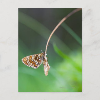 Makro av fjäril- Boloria euphrosyne på Vykort