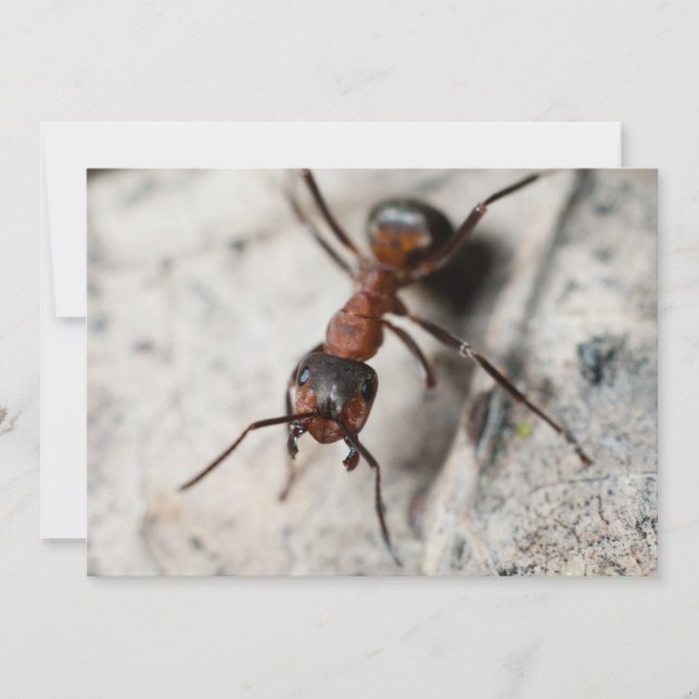 Makro av rött myrträd (Framsida)