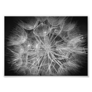 Makro Black and White Puff Flower Fototryck