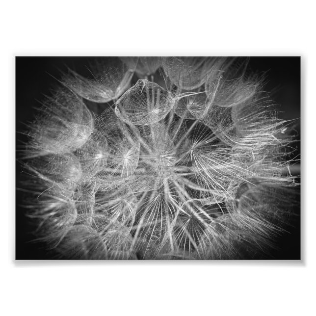 Makro Black and White Puff Flower Fototryck (Framsidan)