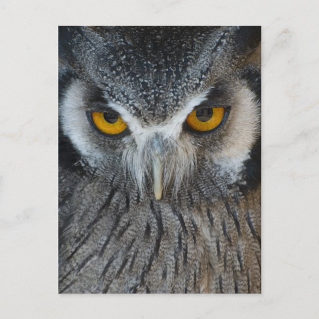 Makro Black och White Uggla Vykort (Framsida)