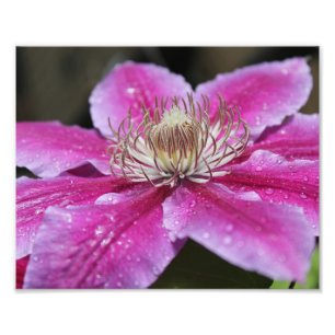Makro Close Up of Rosa Clematis Flower Fototryck