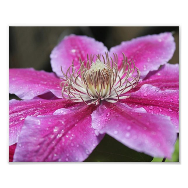 Makro Close Up of Rosa Clematis Flower Fototryck (Framsidan)