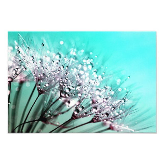 Makro Dandelion Seeds Vatten tappar fotot Fototryck (Framsidan)