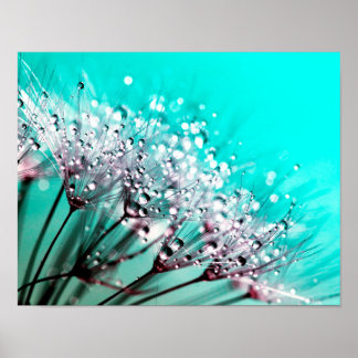 Makro Dandelion Seeds Vatten tappar fotot Poster