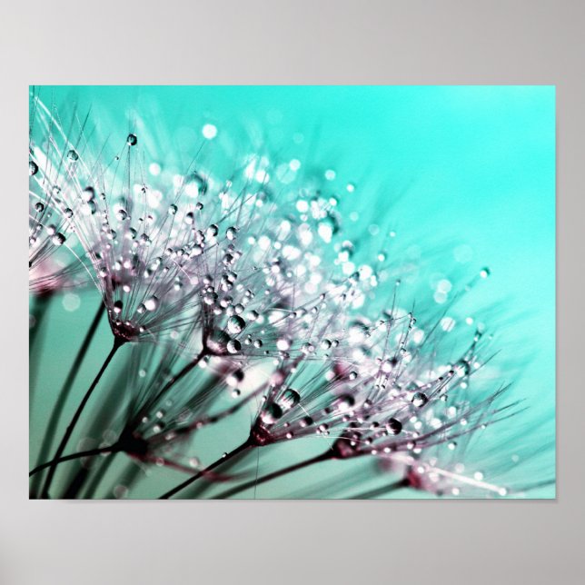Makro Dandelion Seeds Vatten tappar fotot Poster (Framsidan)