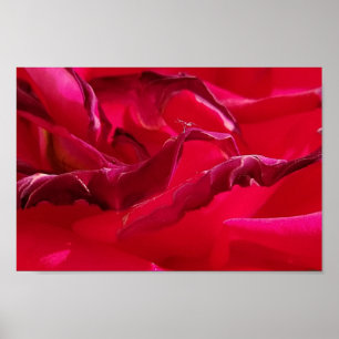 Makro Dying Röd ros Poster