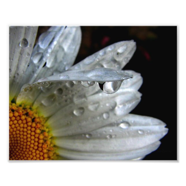 Makro för daisyns blomma fototryck (Framsidan)