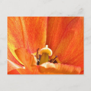 Makro för orange-blomma vykort