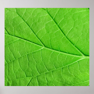 Makro Grönt Löv: Ekologianläggning Poster