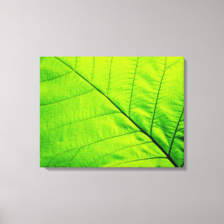 Makro Grönt Löv Wrapped Canvas