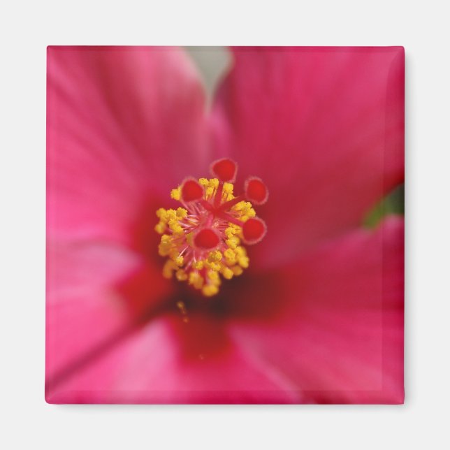 Makro Hibiscus Magnet (Framsidan)