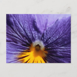 Makro: lila och gult pansy vykort