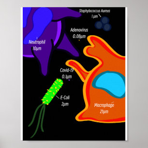 Makro mikrobiologi poster