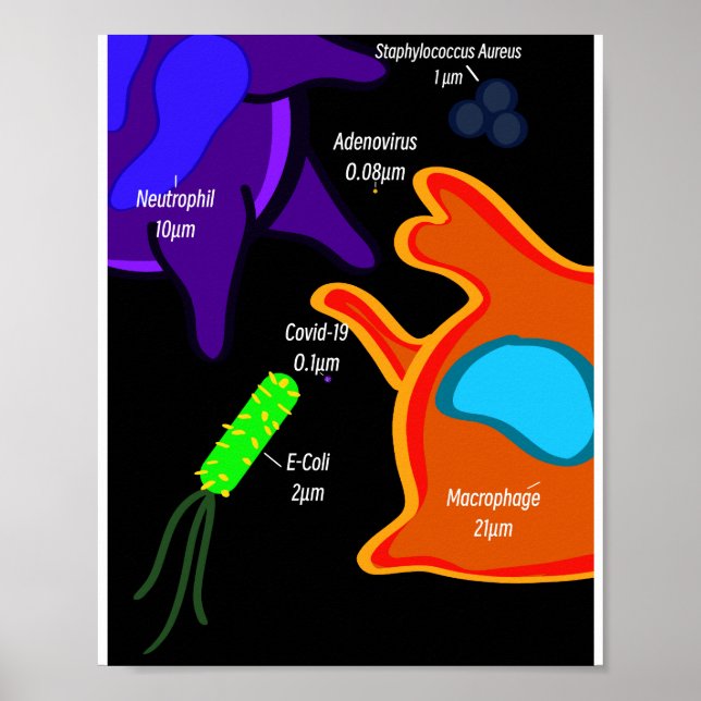 Makro mikrobiologi poster (Framsidan)