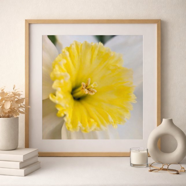 Makro Närbild Gul Narciss Blomma Fotografi Poster (Daffodil Photography Art By Meggidoo )