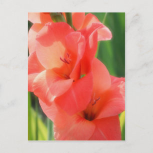 Makro Peach Gladiolas Flower Natature Vykort