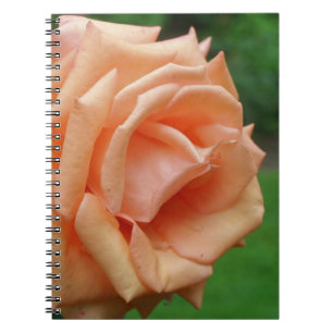 Makro Peach Ro blomningstyp Anteckningsbok Med Spiral