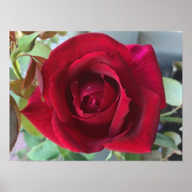 Makro Röda Rosor Poster (Framsidan)