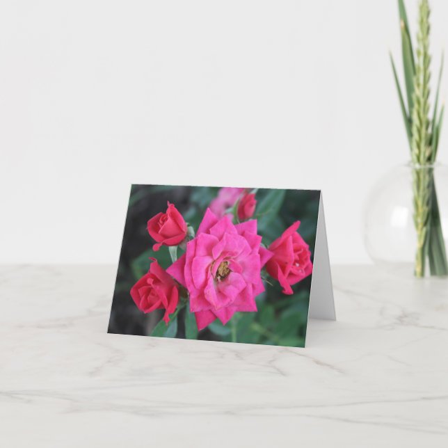 Makro Rosa för Mors Dag  Helgkort (Framsida)