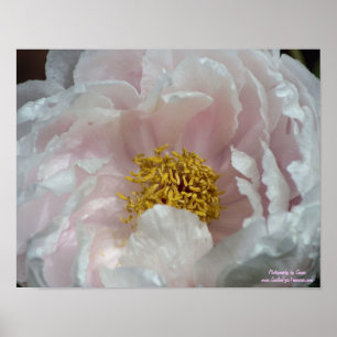 Makro Rosa Peony Flower Centre Poster