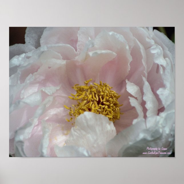Makro Rosa Peony Flower Centre Poster (Framsidan)