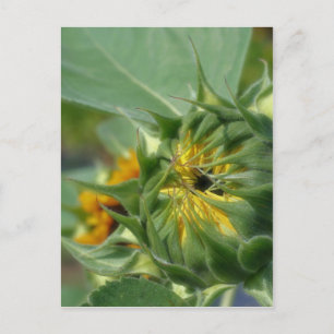 Makro Solros Awakening Nature Vykort